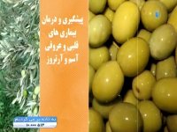  سوپ سرد طالبی با میگو