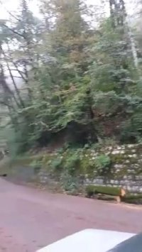 قطع درختان جاده کلاردشت توسط افراد ناشناس