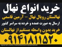 خرید نهال هلو - فروش نهال هلو 09141811520