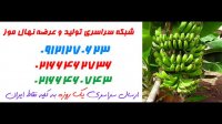 نهال موز  09121270623 - خرید نهال موز - فروش نهال موز - قیمت نهال موز