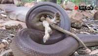 گرفتار شدن سگ بیچاره در چمپره مار پیتون