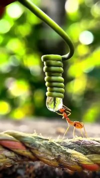 کلیپ شگفت انگیز غذا دادن به مورچه