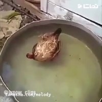 لاکچری لایف مرغ