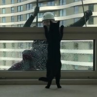 بازی گربه با شیشه شور