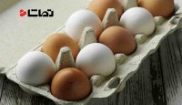 راز تفاوت رنگ تخ مرغ ها چیست؟