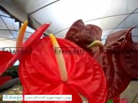 نصب هیتر های گرمایشی سوپر آرارات تهران - شهرک شهریار