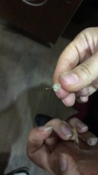 تمیز کردن سمعک