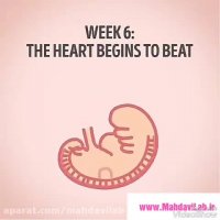 مراحل تکاپوی جنین