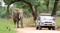 Elephant Calmly Asks For Help After Living With Infected Bullet Lodged In Skull