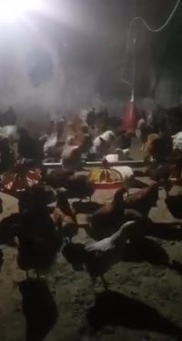 فروش مرغ بومی 6ماهه تخمگذار 09121986651_09123968671