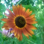 کتاب صوتی غزل هستی 1