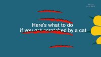 اگر گربه ها شما را چنگ انداختند چه کاری باید بکنید؟