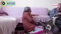 واکنش یک گربه به دعوای نمایشی یک زن و مرد