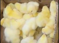 فروش جوجه یکروزه تجارتی فروش تخم مرغ