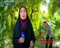 برداشت انگور در کرمانشاه