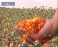 رونق کشت کار با کشت _گلرنگ_