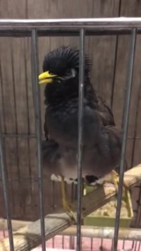 نماز خوندن مرغ مینا !!!!!