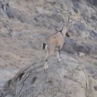 زیبایی دو بزکوهی ایرانی