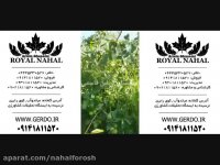 خرید بذر گردو و نهال گردو ترکیه و پایه کوتاه 09141811520