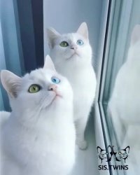 چه چشم هایی دارن